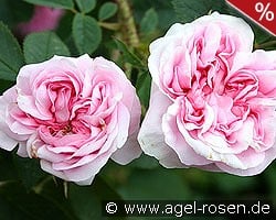 Königin von Dänemark kaufen, clicken für mehr Details Königin von Dänemark