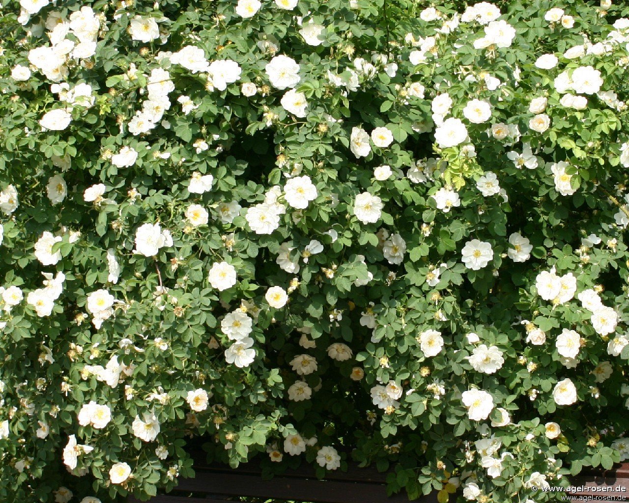 Rose ‘Rosa alba Semiplena‘ (wurzelnackte Rose)