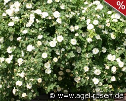 Rosa alba Semiplena