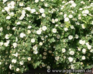 Rosa alba Semiplena