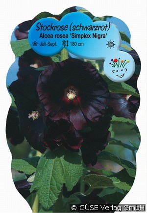 Stockrose