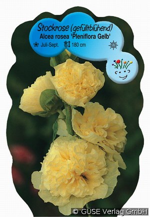Stockrose
