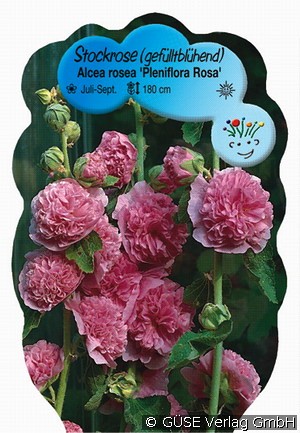 Stockrose