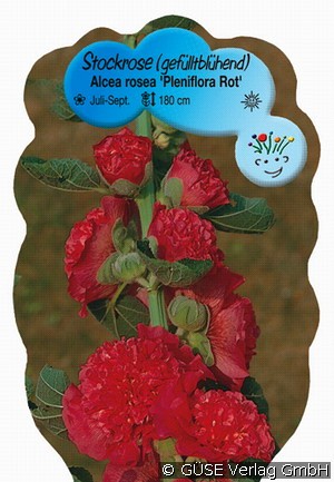 Stockrose