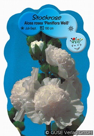 Stockrose