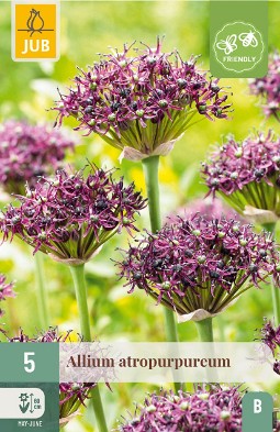 Allium Atropurpureum