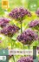 Buy Allium Atropurpureum