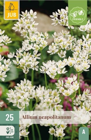Allium Neapolitanum