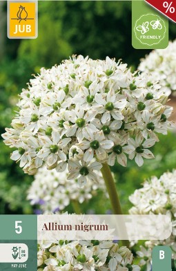 Allium Nigrum