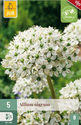 Allium Nigrum