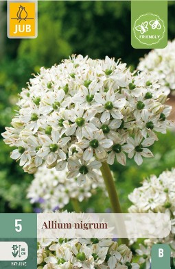 Allium Nigrum
