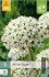 Allium Nigrum kaufen