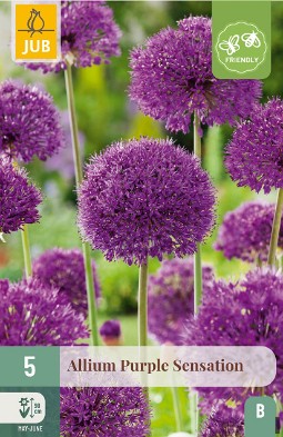 Allium Purple Sensation kaufen, click for more details Allium Purple Sensation