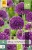 Allium Purple Sensation
