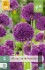 Allium Purple Sensation kaufen