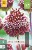 Allium Red Mohican