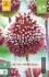 Allium Red Mohican kaufen