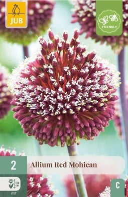 Allium Red Mohican kaufen, click for more details Allium Red Mohican