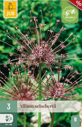 Allium Schubertii