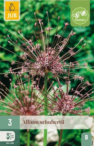 Allium Schubertii