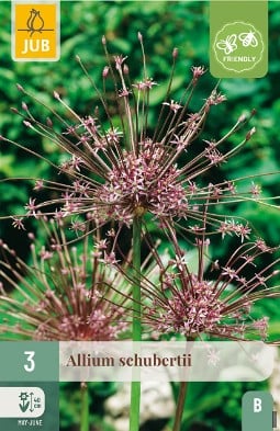 Allium Schubertii kaufen, click for more details Allium Schubertii