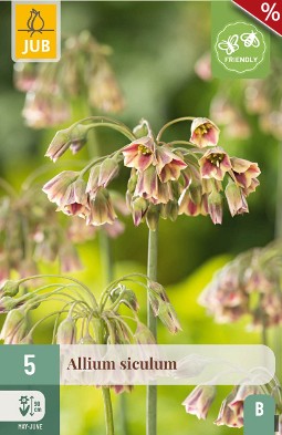 Allium Siculum
