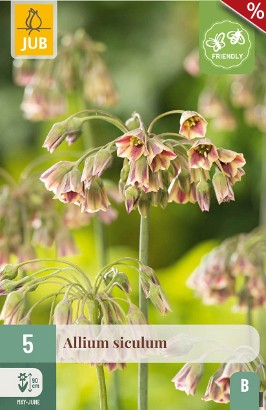 Allium Siculum