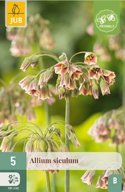 Allium Siculum kaufen, click for more details Allium Siculum