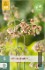 Buy Allium Siculum