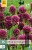 Allium Sphaerocephalon