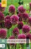 Allium Sphaerocephalon kaufen