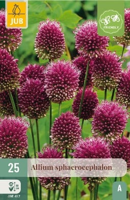 Allium Sphaerocephalon kaufen, click for more details Allium Sphaerocephalon