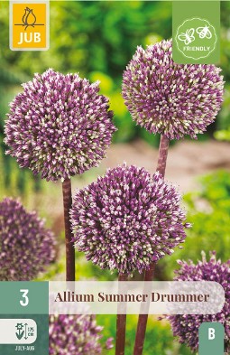 Allium Summer Drummer