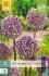 Buy Allium Summer Drummer