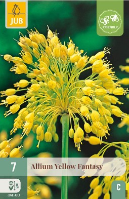 Allium Yellow Fantasy