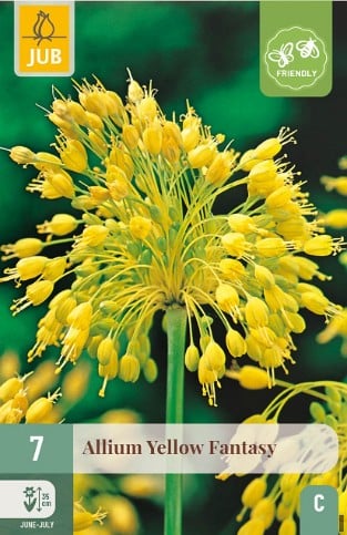 Allium Yellow Fantasy