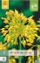 Allium Yellow Fantasy kaufen