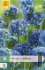 Allium caeruleum kaufen