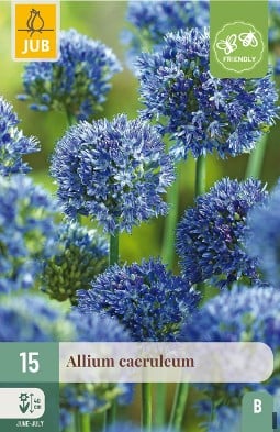 Allium caeruleum kaufen, click for more details Allium caeruleum