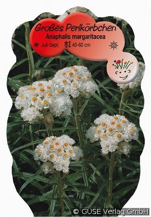 Silberimmortelle