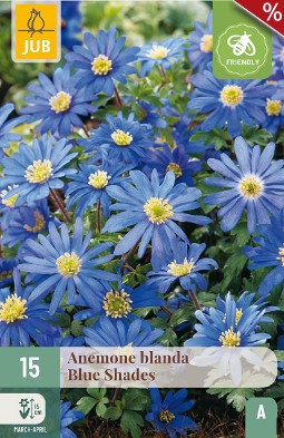 Anemone Blanda Blue Shades