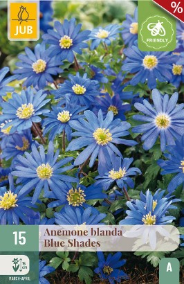 Anemone Blanda Blue Shades