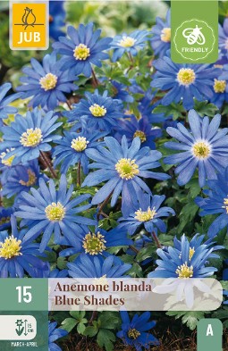 Anemone Blanda Blue Shades