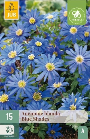 Anemone Blanda Blue Shades