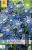 Anemone Blanda Blue Shades