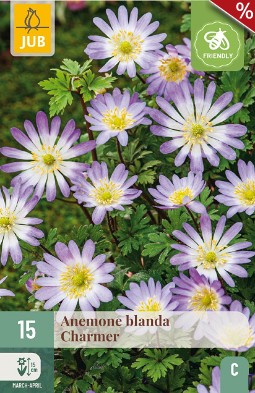 Anemone Blanda Charmer