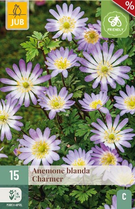 Anemone Blanda Charmer
