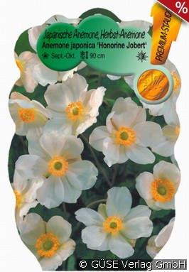 Herbst-Anemone