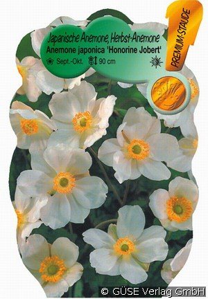 Herbst-Anemone