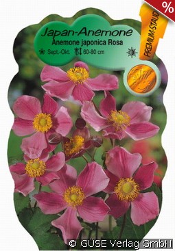 Herbst-Anemone